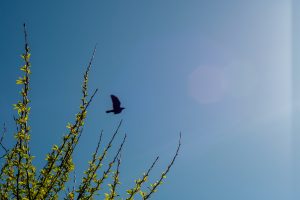 A crow flying in the sky set against some green leaves
