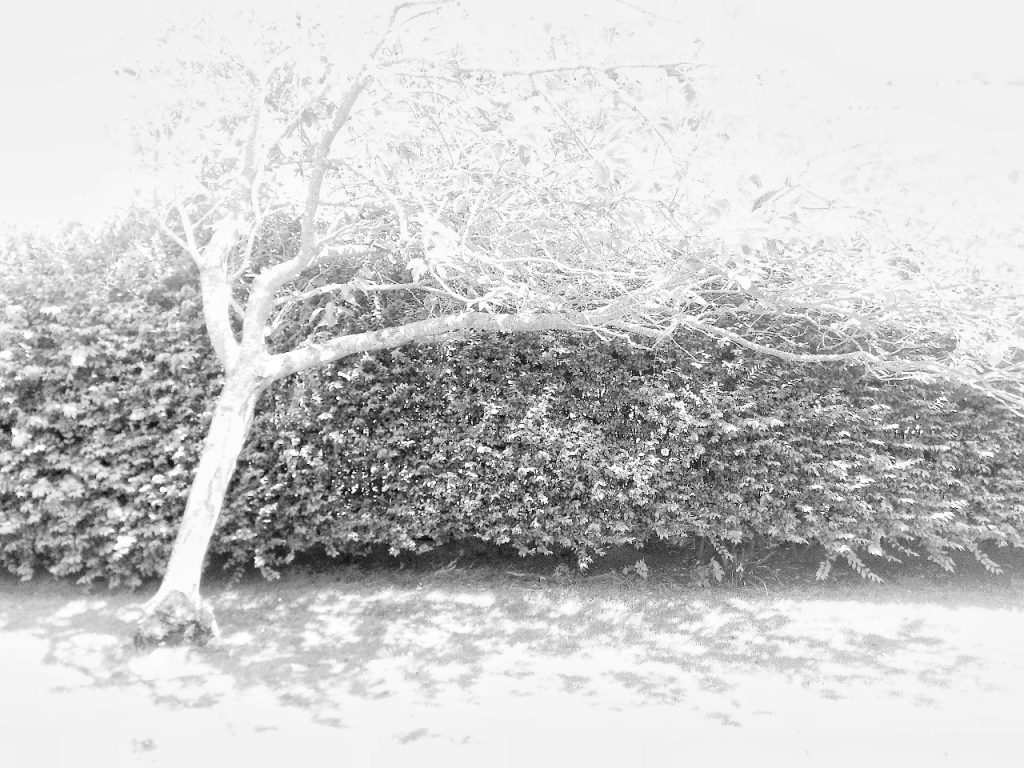 High contrast image of a tree stretching out in front of a hedge