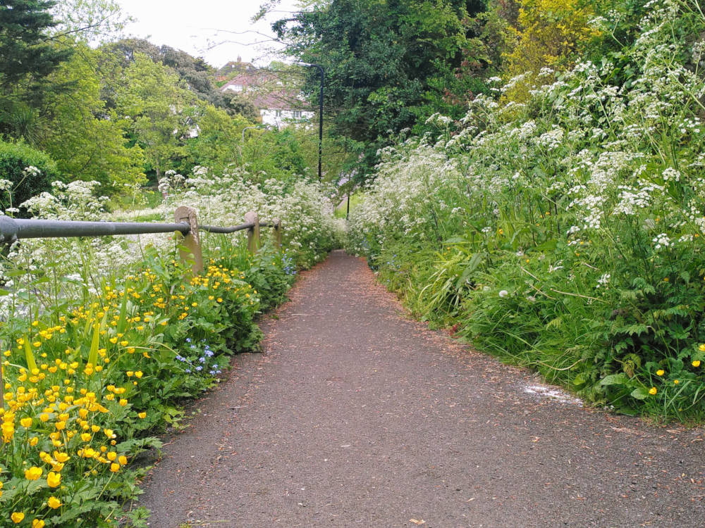 A path leading away through overgrown plants on both sides, with the top of a house visible in the background.