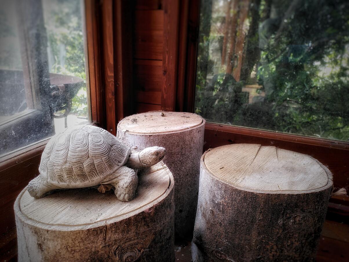 Photo of a model tortoise sitting on top of 1 of 3 logs, inside the wooden frame of a hut with greenery visible outside.